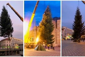 Avem brad de Crăciun în centrul Timişoarei! Urmează să fie montate toate decoraţiunile
