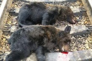 Ursuleţi loviţi mortal de un tren!