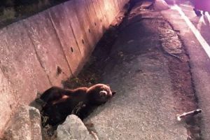 Informaţii noi despre ursul accidentat şi adus la Zoo Târgu-Mureş