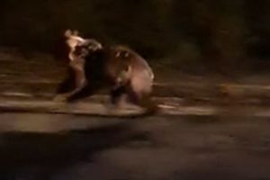 ALERTĂ! Urs semnalat în apropiere de Târgu-Mureş!