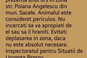 Alertă! Urs, acum, la Săcele