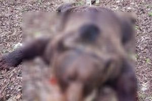 EXCLUSIV! Acuzaţie de braconaj: ursoaică împuşcată ilegal în Mureş?!