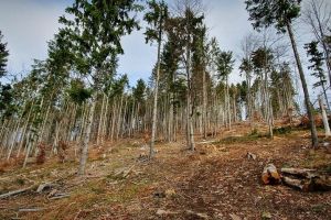 Cifre şocante. Cât lemn s-a tăiat fără autorizaţie în fosta guvernare