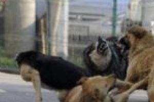 Problema câinilor vagabonzi le dă bătăi de cap autorităţilor locale din Anina