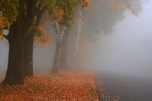METEO: Săptămâna începe cu ploi locale şi ceaţă