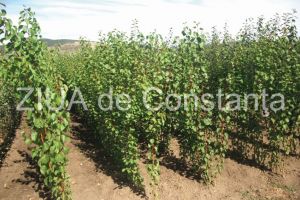 O societate din Constanta vrea sa infiinteze o plantatie mixta la Topalu. Despre cine este vorba