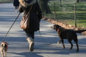 Baia Mare: Noi reglementari pentru caini si stapanii acestora. Este interzis accesul patrupezilor pe o raza de 50 m de zonele amenajate pentru copii