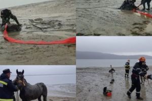 Cal SALVAT de la moarte la Merişani!