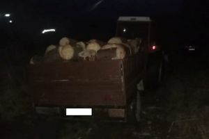 Amenzi în valoare de 22.000 de lei aplicate de către jandarmi la regimul silvic