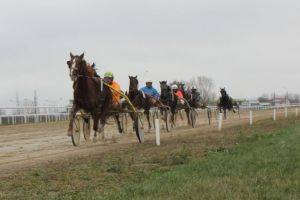 Caii sunt în vacanţă