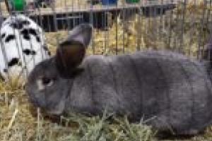 Peste 700 de păsări şi animale mici de rasă au putut fi admirate la Caransebeş