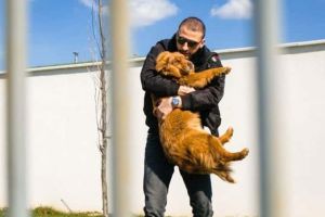 Animalele lovite de maşini şi românii – Ştefan Mandachi: „Am văzut zeci de şoferi care trec impasibili pe lângă pisici sau câini grav răniţi“