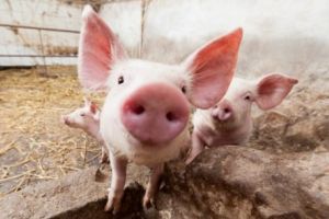 Porcul din bătătură nu va dispărea: Ministrul Agriculturii i-a asigurat pe fermieri că vor putea creşte în continuare porci în gospodăriile proprii