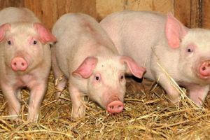 ALERTĂ – Un nou caz de pestă porcină lângă Sibiu, la Şelimbăr