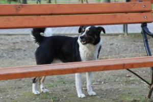 Anii cainesti reprezinta un mit, iar cainii de doi ani sunt animale de varsta mijlocie