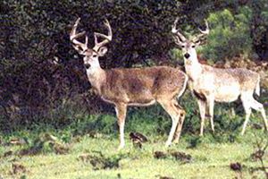 „Acţiuni de ocrotire a vînatului tînăr”