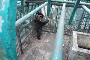 VIDEO+FOTO Povestea ursoaicei care a trăit captivă o viaţă întreagă şi acum va ajunge la Sanctuarul Libearty