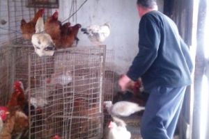 Doi tineri de 25 de ani, respectiv 18 ani, prinşi de poliţiştii din Cugir după ce au furat găini în valoare de 2.500 de lei