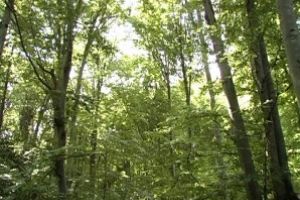 1.000 de hectare de pădure din Braşov ar putea fi transformate în pădure-parc