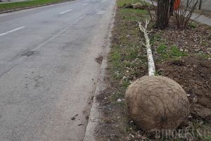 Campanie de plantări de toamnă în Oradea. 101 de copaci sădiţi în anii trecuţi şi uscaţi sunt înlocuiţi, pe banii firmelor