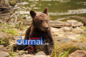 FOTO: Povestea EMOȚIONANTĂ a ursuleţului botezat „5 picioare”