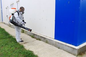 RAEDPP Constanta, dezinsectie, dezinfectie si deratizare in Campusul Social Henri Coanda (galerie foto)