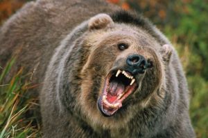 Bărbat din Vidăcuţ, în stare gravă după atacul ursului în curtea casei