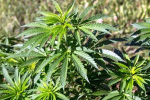 100 de parlamentari au votat pentru legalizarea canabisului în scop medicinal