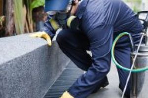 Maramures: Controale la firme care ofera servicii de dezinfectie, dezinsectie si deratizare – Politistii au intocmit un dosar penal