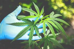 Canabisul ar putea fi legalizat în România, în scop medicinal: Senatul a adoptat tacit proiectul