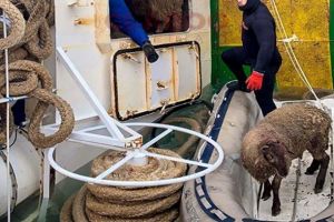 Animals International: Detalii despre nava rasturnata si interventia Guvernului