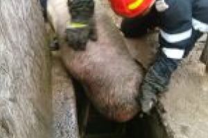 Pompierii doljeni au scos un porc din hazna