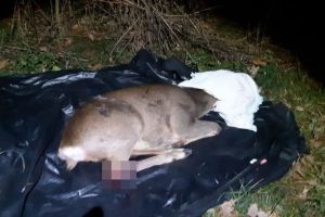 FOTO Căprioară lovită mortal de o maşină la ieşire din Sibiu
