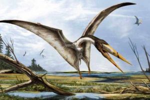 Fosilele unei noi specii de reptile zburătoare găsite in Alba: Albadraco tharmisensis, „Dragonul de Alba”, descoperit de cercetătorii româno – americani în „Insula Haţeg”