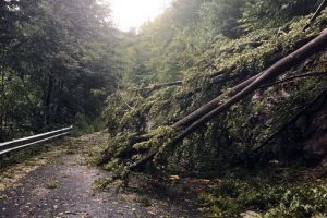 Drumul de Coada Lacului, blocat în continuare: Pompierii lucrează pentru degajarea copacilor, turiştii au coborât folosind drumul din lac