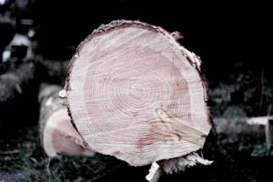 Bărbaţi din Secuieni şi Lăzarea, amendaţi pentru tăiere ilicită şi transport de material lemnos fără documente