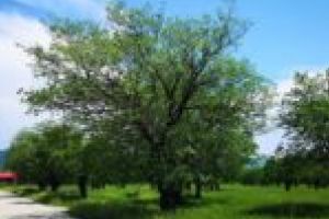 Zona Iagodăriei – viitorul cartier al oraşului Moldova Nouă