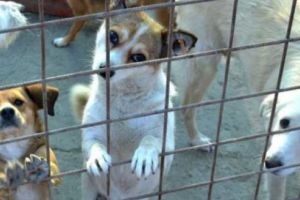 Moş Nicolae vine cu surprize pentru câinii fără stăpân