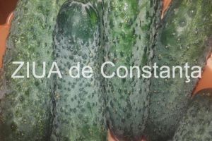 Castravetele elimina toxinele din organism