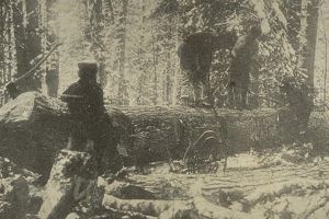 „Sub cetina brazilor”