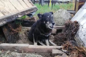 Imaginile care i-au mişcat până la lacrimi pe pompierii voluntari din Bistriţa