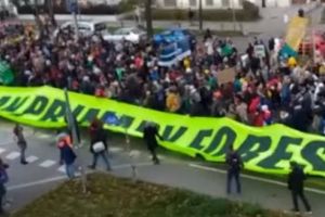 Protest la Viena împotriva tăierilor de păduri din România!