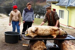 Program prelungit la toate circumscripţile din judeţ,  pentru efectuarea examenului de trichină