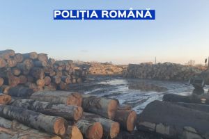 Actiune pentru protectia fondului forestier. Care a fost valoarea sanctiunilor aplicate (galerie foto) 