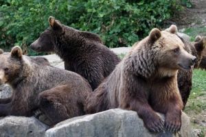 Consiliul pentru Dezvoltare Regională Centru se implică în soluţionarea problemelor generate de populaţiile mari de urşi