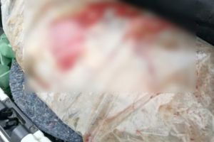 Descoperiţi în trafic! Patru bărbaţi, trei câini şi un cadavru