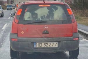 Timişoara 2019: cu viţelul în portbagajul unui Opel Corsa