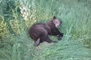 Urs accidentat mortal în Mureş!