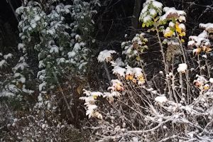 Veşti proaste de la meteorologi. Iarnă întră în forţă