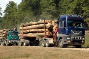 Romsilva a vandut populatiei 1,37 milioane de metri cubi de lemn de foc in 10 luni